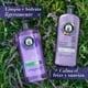 thumbnail image 3 of Acondicionador Herbal Essences Antifrizz Lavanda, 400 mL, 3 of 5
