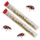 thumbnail image 1 of Tubos de larvas de mariquitas vivas, historia de insectos, mariquitas con manchas rosadas, 1 of 1