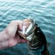 thumbnail image 5 of Anzuelo de pesca 6th Sense Flush 5.2 Ghost Minnow, 5 of 9