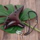 thumbnail image 2 of Ocarina AKLOT 12 Agujeros Alto C Cerámica con Funda, 2 of 8