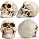 thumbnail image 3 of Calavera de resina READAEER tamaño real, 3 of 3