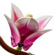 thumbnail image 5 of Set LEGO Botanical Magnolia 42 cm 435 piezas, 5 of 9