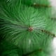 thumbnail image 3 of Arbol de Navidad Hoja Punta Aguja 210cm alto Soporte Metal, 3 of 5