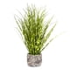 thumbnail image 1 of Planta Decorativa Mini Grass Zebra 36 cm, 1 of 1