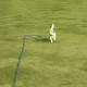thumbnail image 2 of Correa perro correa para perro correa perro correa 3 Azul, 2 of 3