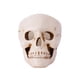 thumbnail image 3 of Skull Tealight Portavelas Organizador Resina Portalápices Para Vanity Desk Blanco, 3 of 5