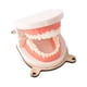 thumbnail image 3 of Niños Vida Práctica Cepillado Dientes Modelo Ocupado Tablero Accesorios Para Niños, 3 of 5