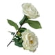 thumbnail image 3 of Camelia Blanca 52cm, 3 of 3
