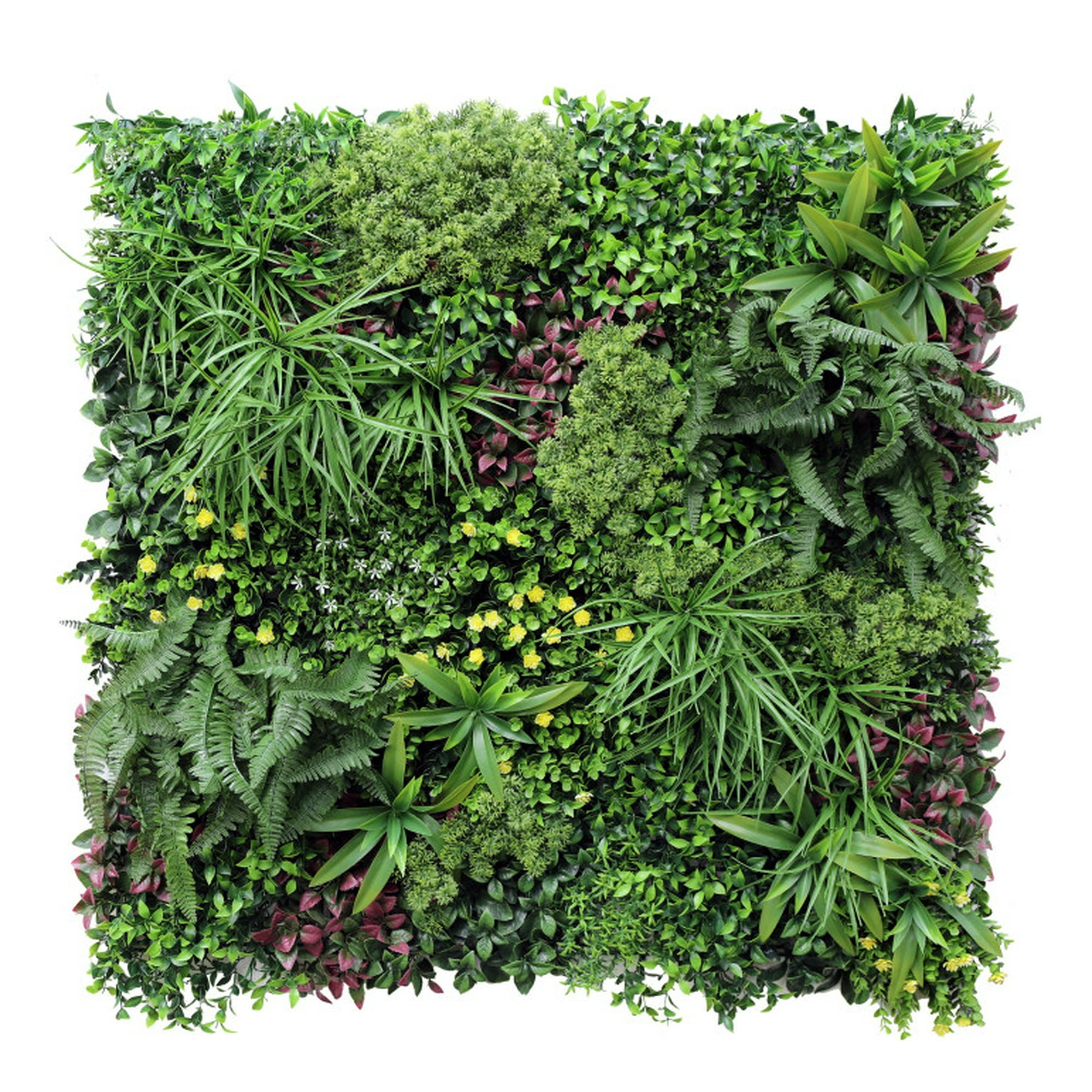 Signet - Jardin Vertical Papua