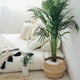 thumbnail image 4 of Pebbles GASPRO, 1,13 kg, para plantas de interior, rocas blancas de 3/8 pulgadas, 4 of 7