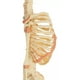 thumbnail image 3 of Feto Esqueleto - Modelo Anatómico, 3 of 8