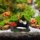 thumbnail image 4 of Decoración de acuario, casa de resina hueca, escondite para peces Betta, tronco de madera flotante, accesorios, cueva, adorno, pecera, escondite para peces pequeños con musgo., 4 of 6