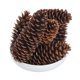 thumbnail image 3 of Sugar Pinecone Bunch Vickerman de 9,5 a 10 cm de altura, 7 unidades, color natural, 3 of 3
