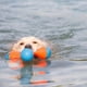 thumbnail image 5 of Juguete para perros Chuckit! Amphibious Tri-Bumper Fetch, tamaño mediano, 5 of 9