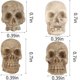 thumbnail image 4 of Escultura Junware 40 piezas miniaturas de calaveras de resina 1,8 cm, 4 of 8
