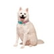 thumbnail image 1 of Collar De Perro Talla L Squishmallows, 1 of 4