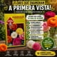 thumbnail image 4 of Semillas Ranunculus Colores Intensos - Las Encinas, 4 of 4