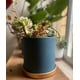 thumbnail image 3 of Maceta Cilindro Verde con Plato dorado L, 3 of 3
