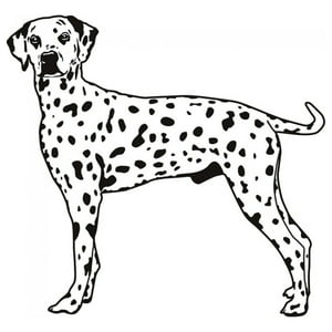 Rienda Libre Graphics - Decomural Dalmatian Dog Ws-18322