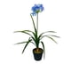 thumbnail image 2 of Narciso morado de 80 cm, 2 of 2