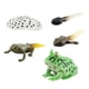thumbnail image 4 of Montessori Frogs Life Cycle Model Animals Juego Cognitivo Para Niños Proyecto Estilo B, 4 of 5