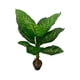 thumbnail image 1 of Planta Artificial Tipo Taro. Altura: 100Cm verde, 1 of 3