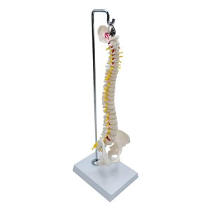 Magideal - Modelo De Columna Vertebral Humana Columna Vertebral 17.7 ""Anatomía Tamaño Real Con Vértebras, Raíces Nerviosas, Arterias Vertebrales Con Base Para Ni Colgante
