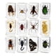 thumbnail image 2 of Colección De 12 Piezas De Animales En Resina Para Biólogos De Aula, Ni?os Y Ni?as, 2 of 5