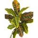 thumbnail image 2 of Ramo De Planta Croton 55cm, 2 of 3