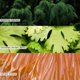 thumbnail image 2 of Vela perfumada Illume Beautifully Done Hinoki Sage 50h, 2 of 8