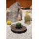 thumbnail image 4 of Maceta Veradek Lane Bowl 61 cm x 15 cm, 4 of 8