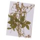 thumbnail image 1 of Paquete De 12 Zarcillos De Guisantes De Flores Secas Prensadas Reales Para Decoración De Bricolaje, Manualidades, 1 of 5