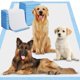thumbnail image 1 of Almohadillas para orinar para perros Gimars XXXL, 80 x 120 cm, 40 unidades, ultra absorbentes, 1 of 6