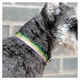 thumbnail image 5 of Collar Ajustable Para Perro Pequeño-colores Variados - Pidan, 5 of 7