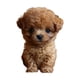 thumbnail image 3 of Juguete Electrónico De Peluche Para Perro, Que Camina Y Mueve La Cola, Bonito Para Mujeres, Niños Y Adultos, Color Marrón, 3 of 5