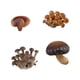 thumbnail image 5 of Juguete de simulación del ciclo de crecimiento de los hongos Etapas del desarrollo de los hongos Material didáctico Modelo cognitivo del ciclo de vida Hongos marrones, 5 of 5