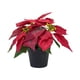thumbnail image 2 of Planta De Pascua Artificial Navideña Realista Para Mesa De Ventana De Festival Estilo B, 2 of 3