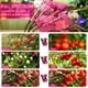 thumbnail image 4 of Grow Lights Led De Cuatro Cabezales De Espectro Completo, 4 of 7