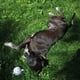 thumbnail image 3 of Juguete Para Perro Pelota Peluche Oveja, 3 of 3