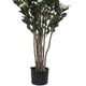 thumbnail image 2 of Planta Decorativa Camelia Japonica 120 Cms., 2 of 4