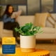 thumbnail image 5 of Live Plant Costa Farms Golden Pothos en maceta decorativa, 5 of 9