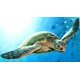 thumbnail image 1 of Tortuga marina gigante - Rompecabezas de 1000 piezas para adultos, juguetes de madera para niños, 1 of 7