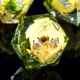 thumbnail image 2 of Set de Dados Froggod 7 Piezas Transparente con Calavera y Musgo en Resina, 2 of 7