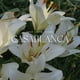 thumbnail image 3 of Difusor de aromas Reed Antica Farmacista Casablanca 250 ml, 3 of 8