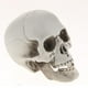 thumbnail image 3 of Figura De Cabeza De Calavera De Plástico, Modelo De Esqueleto Animal, Estatua, Decoración De Halloween B, 3 of 3
