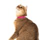 thumbnail image 5 of Collar para gatos Nuvuq Breakaway, suave, cómodo y ligero, rosa, 5 of 7