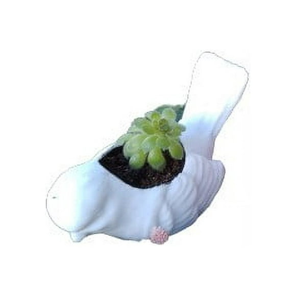 Macetero Ave Plantas