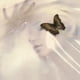thumbnail image 1 of EP de vinilo Republic Records Speak Like the Dead de 12", 1 of 1
