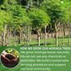 thumbnail image 4 of Té TOG999 de hoja de moringa – 60 bolsas, natural y sin cafeína, 4 of 9
