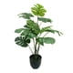 thumbnail image 1 of Planta Philodendro 89Cm, 1 of 3